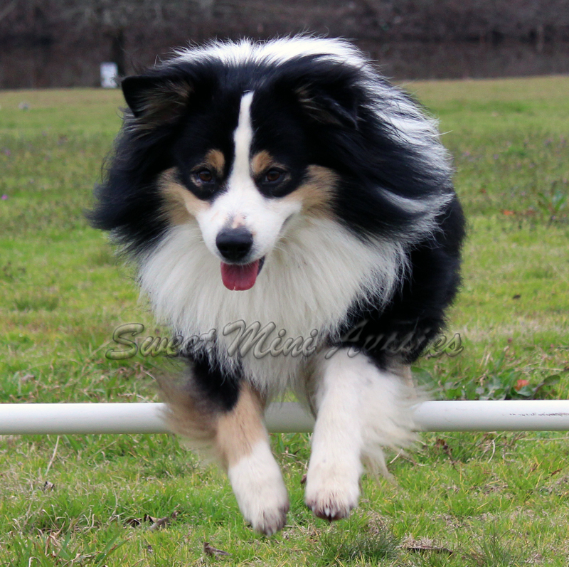 Dozer is a very versatile dog. Dozer is a very versatile dog.