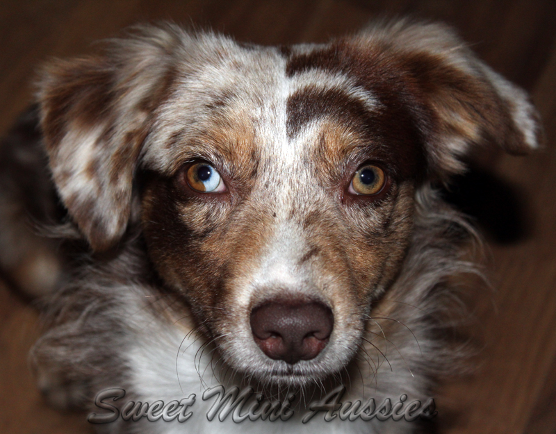 SMA's Prince of the Red Sea is a red merle male Mini Aussie. SMA's Prince of the Red Sea is a red merle male Mini Aussie.